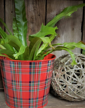 Green Plant in Holiday Container