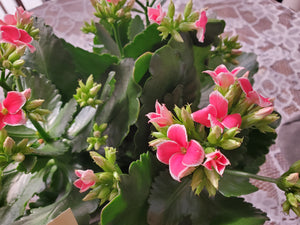 Kalanchoe