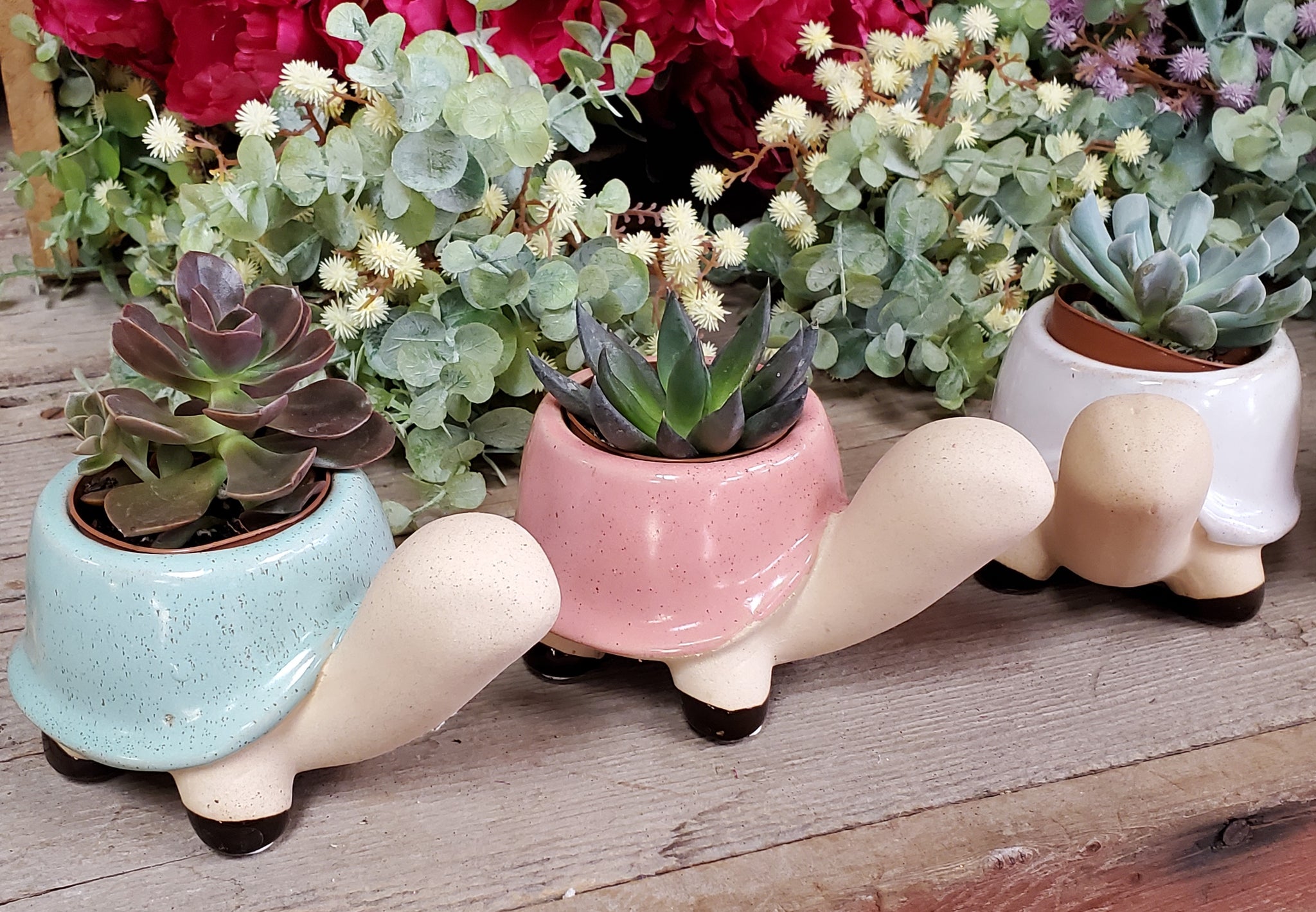 succulent in cute pot Turtle Ceramic Pot with Succulent