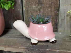 Turtle Ceramic Pot with Succulent