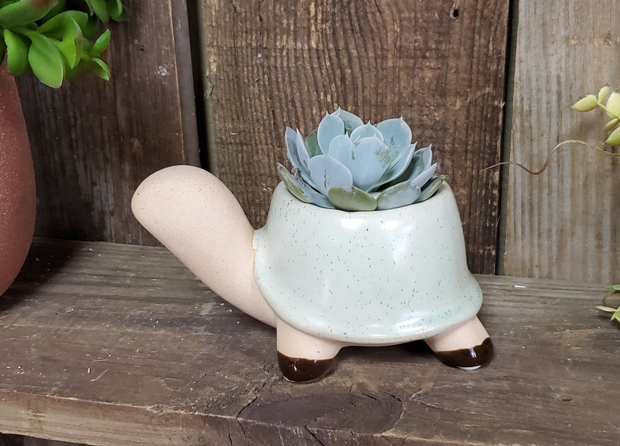 ceramic pot succulent Turtle Ceramic Pot with Succulent