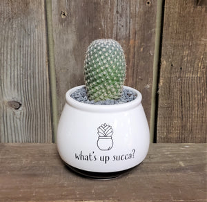 Cactus, Florist's Choice