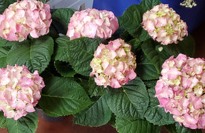 Hydrangea Potted Plant