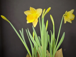 Daffodils, Potted Bulb