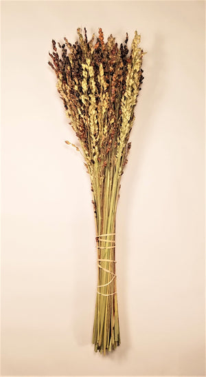 Dried Broom Corn