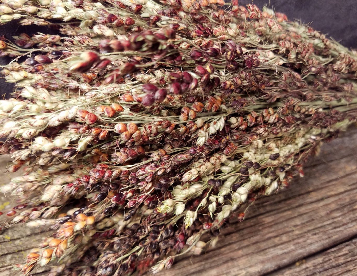 Dried Broom Corn E's Florals