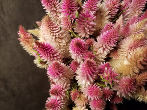 Dried Celosia Flowers, Flamingo Feather