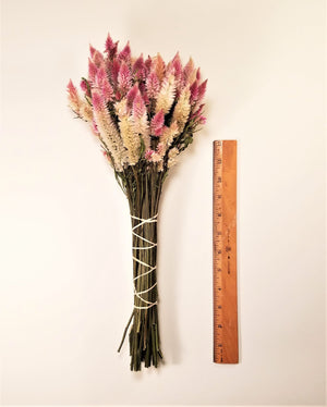 Dried Celosia Flowers, Flamingo Feather