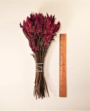 Dried Celosia Flowers, Ruby Parfait