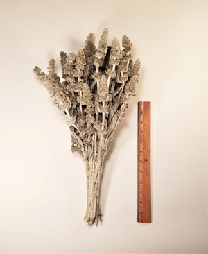 Dried Lamb's Ear