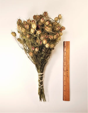 Dried Love-in-a-Mist, Dried Nigella Flowers