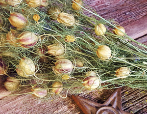 Dried Love-in-a-Mist, Dried Nigella Flowers