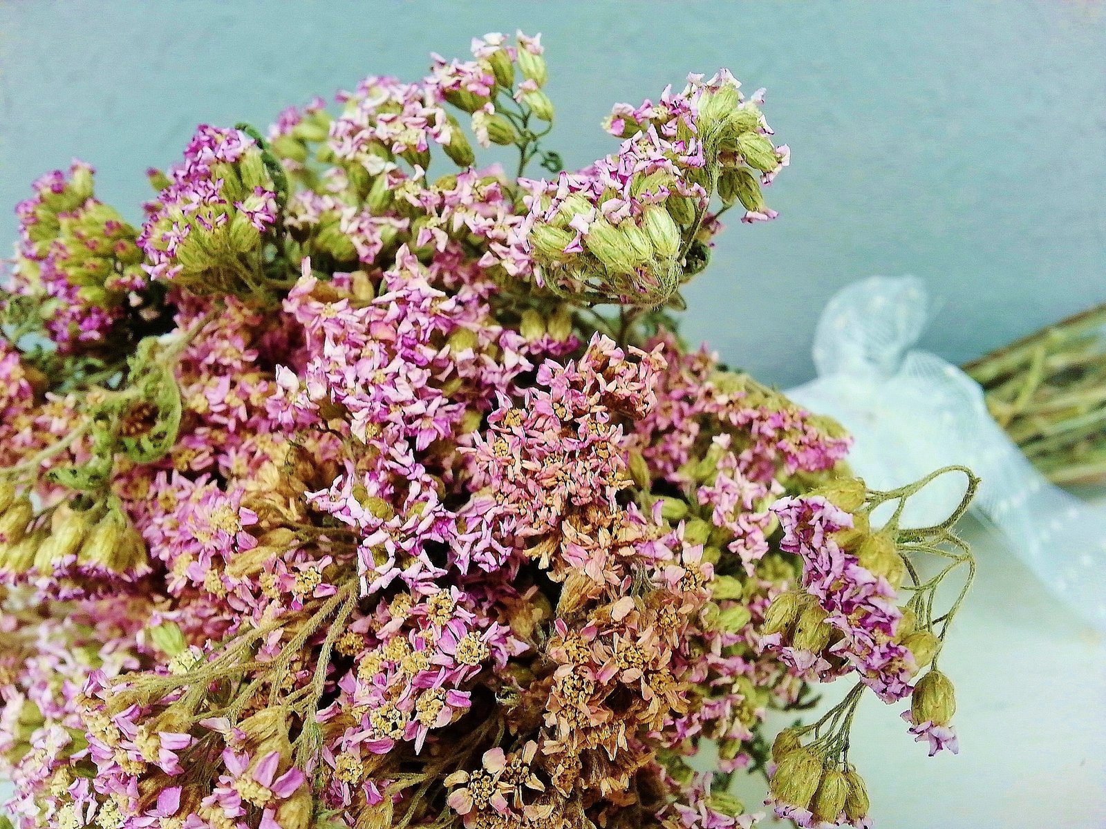 Dried Pink Yarrow Flowers - E's Florals