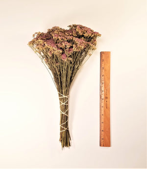 Dried Pink Yarrow Flowers