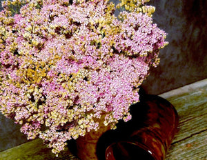 Dried Pink Yarrow Flowers