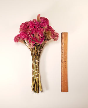 Dried Rose Celosia Flowers, Dried Rose Cockscomb