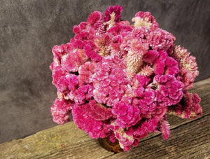 Dried Rose Celosia Flowers, Dried Rose Cockscomb