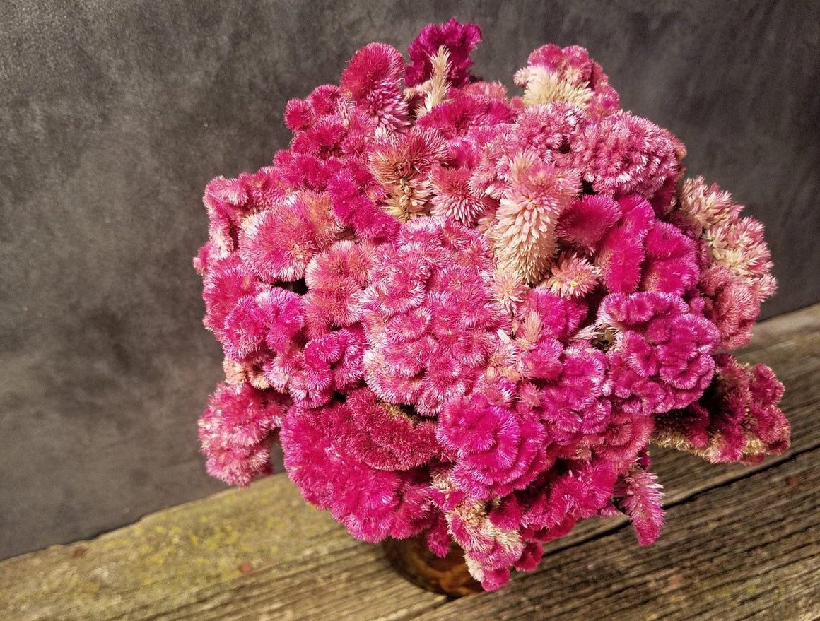 Dried Rose Celosia Flowers, Dried Rose Cockscomb