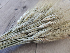 Dried Wheat Bundle