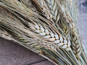 Dried Wheat Bundle