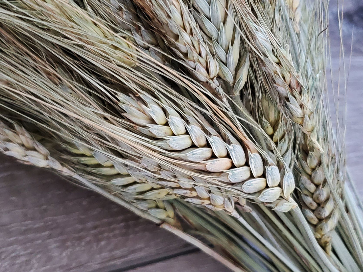 Dried Wheat Bundle