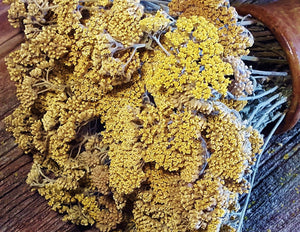 Dried Yellow Yarrow Flowers