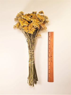 Dried Yellow Yarrow Flowers