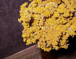 Dried Yellow Yarrow Flowers