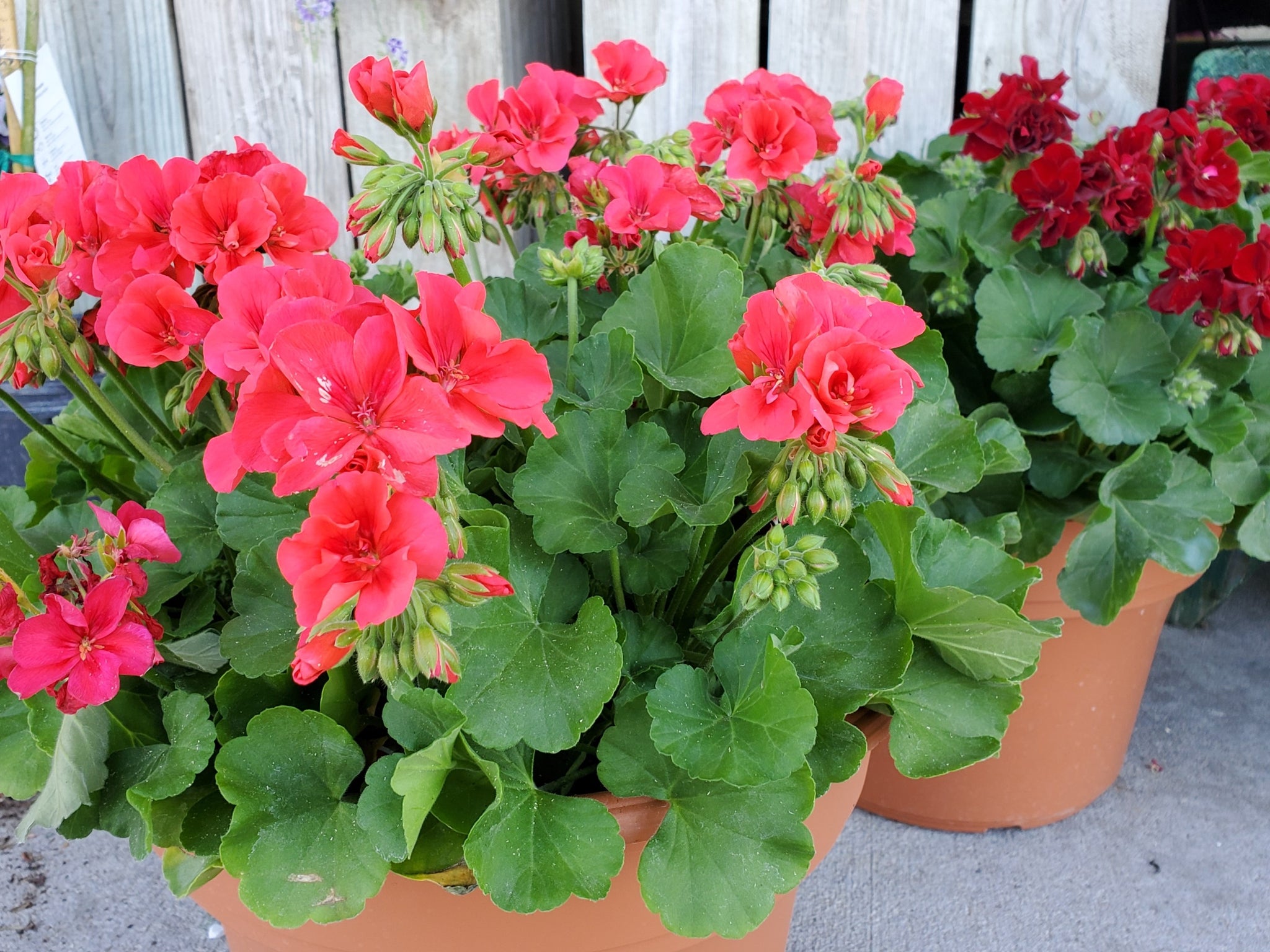 Geranium