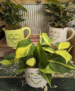 Coffee Mug with 4" Green Plant (6 Mug Types)