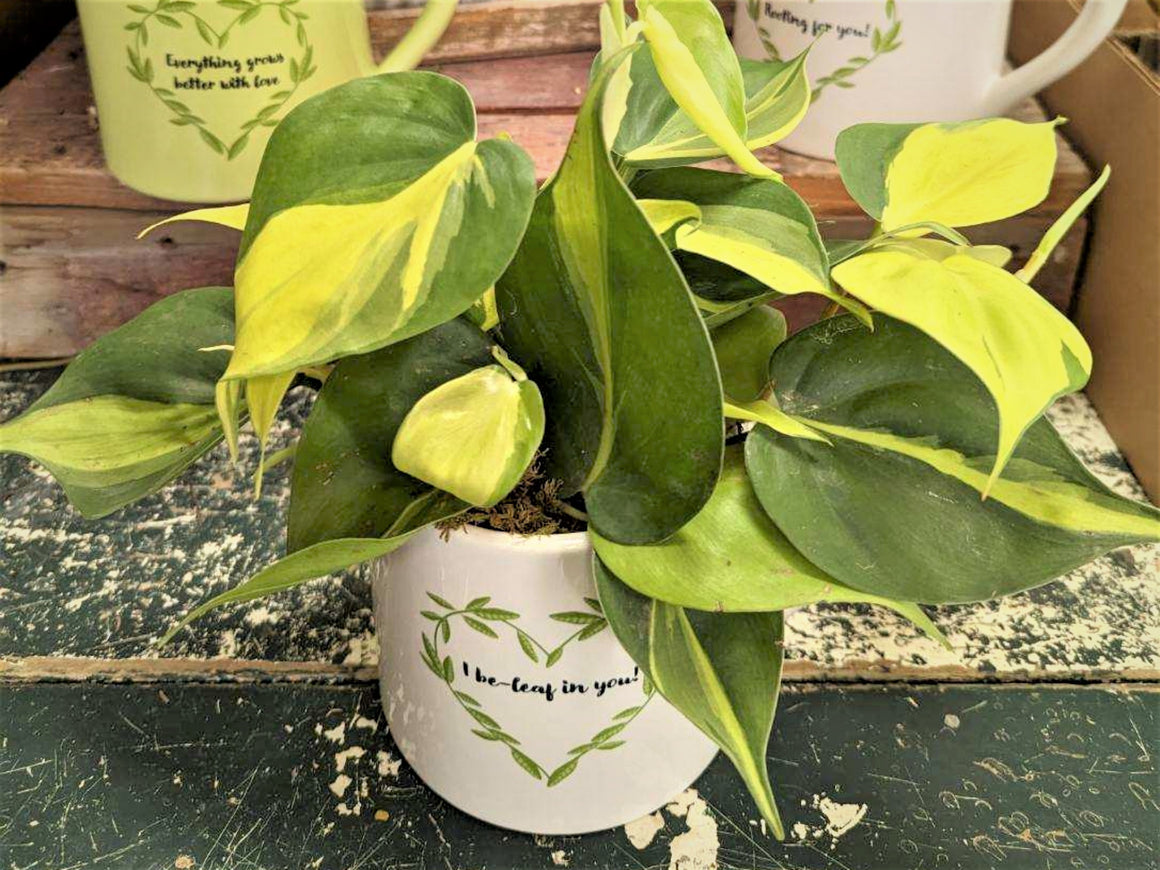 Coffee Mug with 4" Green Plant (6 Mug Types)