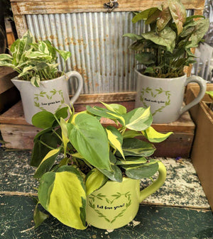 Coffee Mug with 4" Green Plant (6 Mug Types)