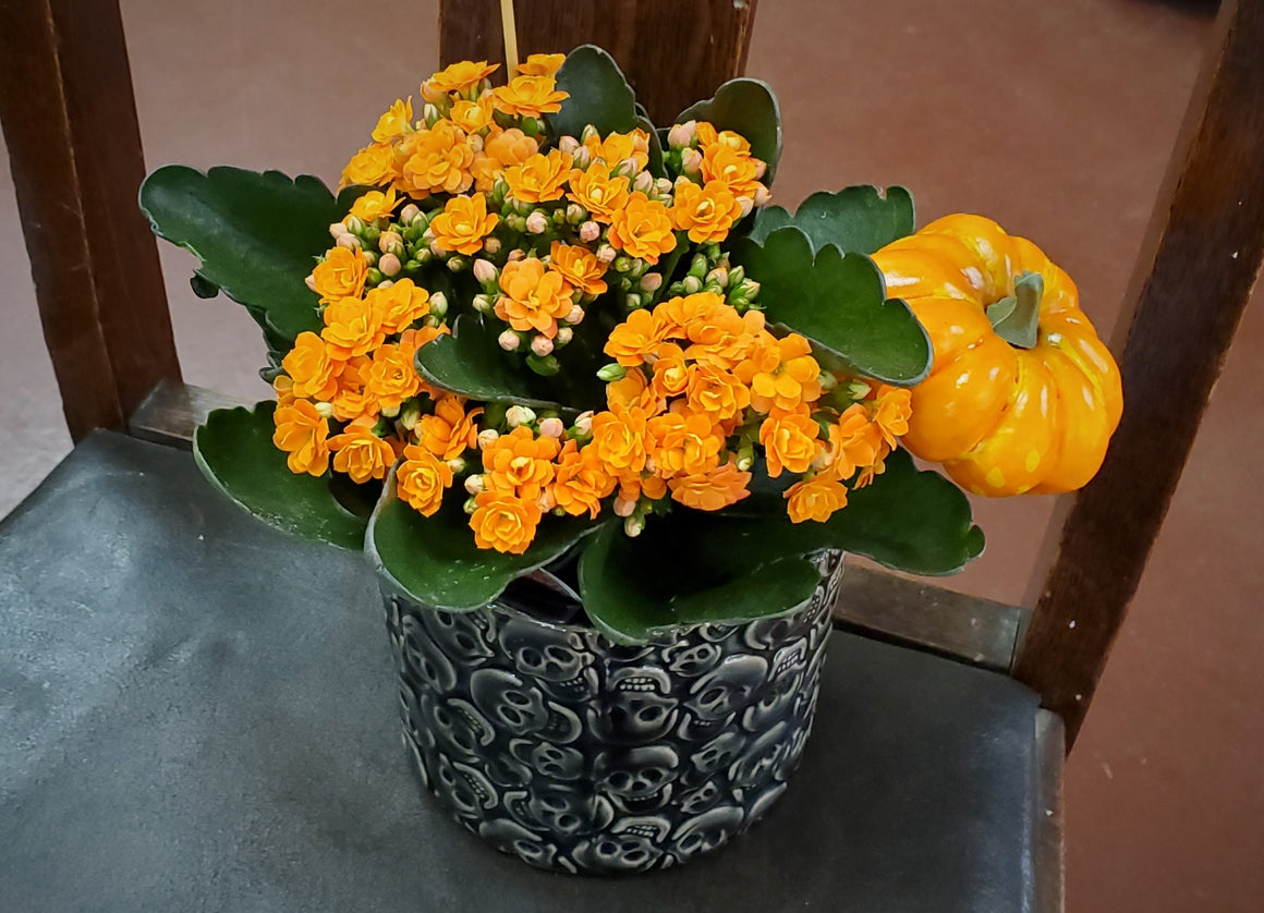 Kalanchoe in Halloween Skulls Planter