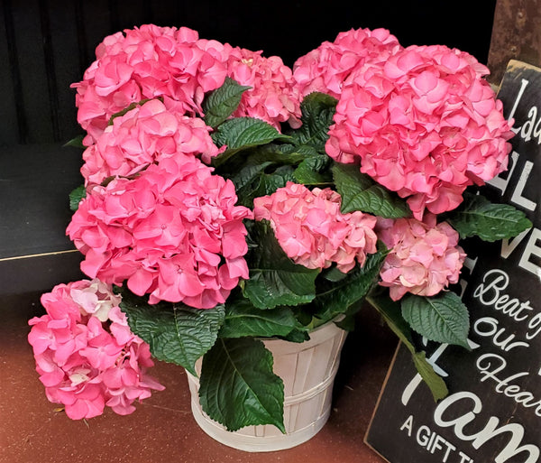 Hydrangea Potted Plant