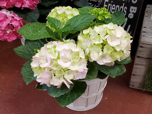 Hydrangea Potted Plant