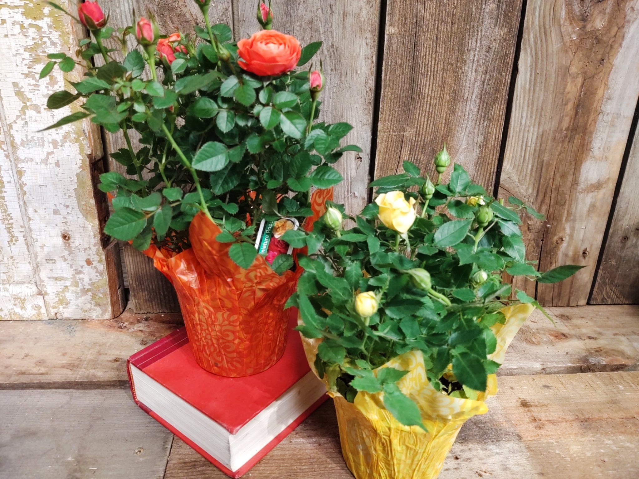 Blooming Plant, Florist's Choice