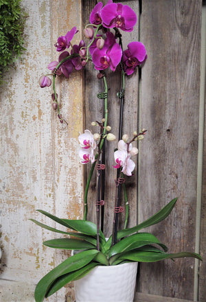 Orchid Plant