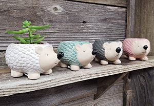 Hedgehog Ceramic Pot (with or without Plant)