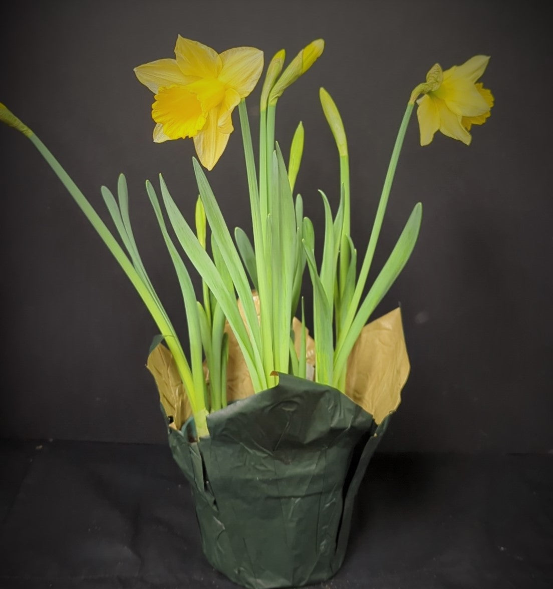 Daffodils, Potted Bulb