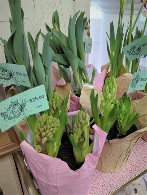 Tulips, Potted Bulb