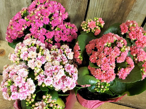 Kalanchoe