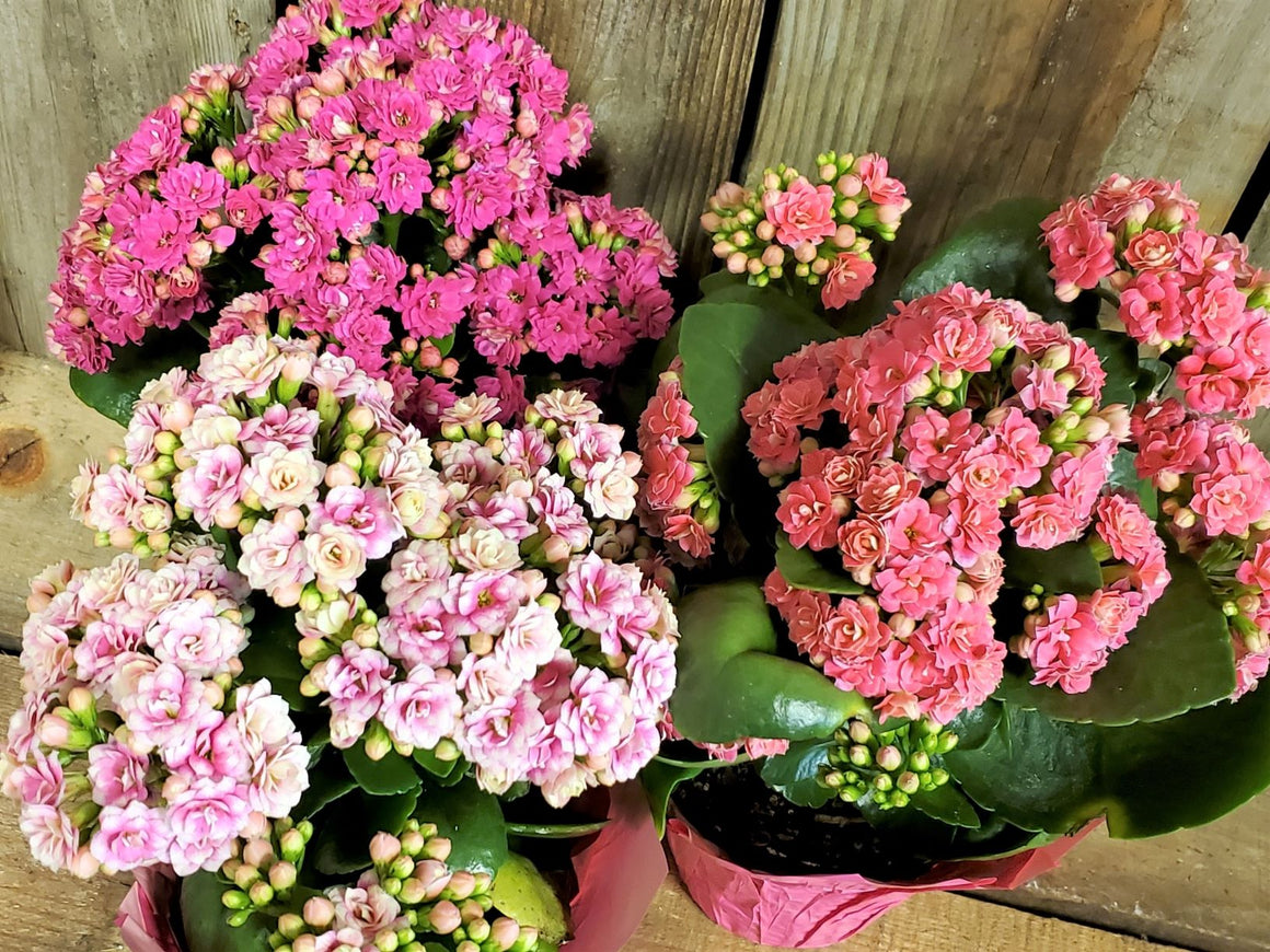 Kalanchoe