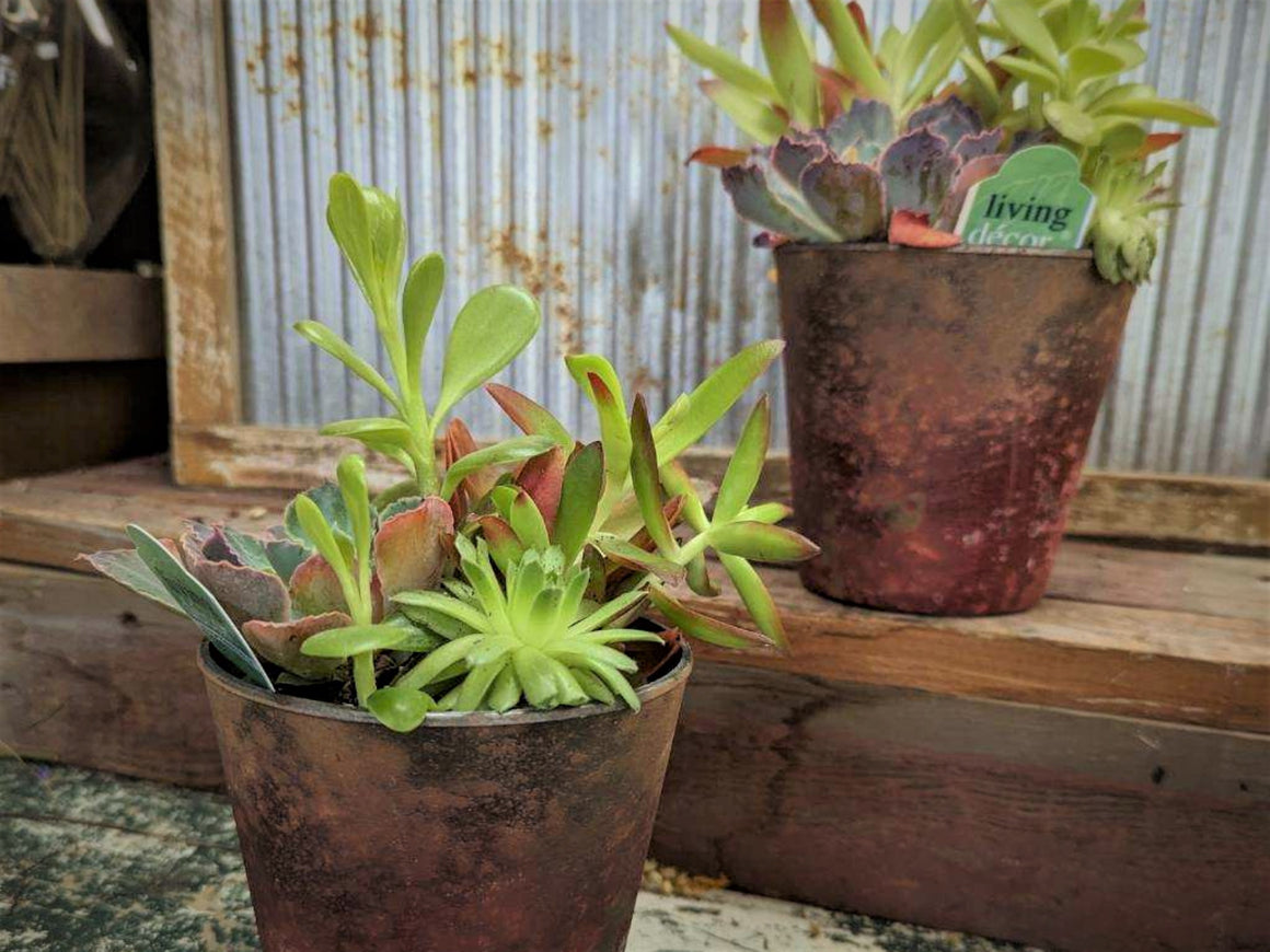 Mixed Succulents in Small Ceramic Container