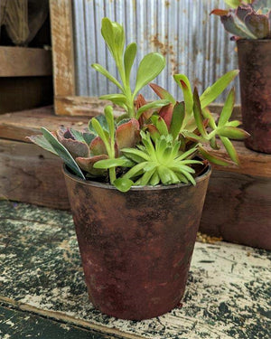 Mixed Succulents in Small Ceramic Container