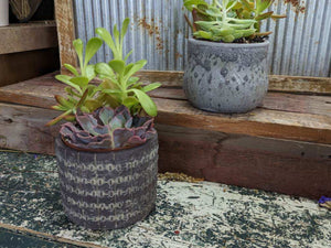 Mixed Succulents in Small Ceramic Container