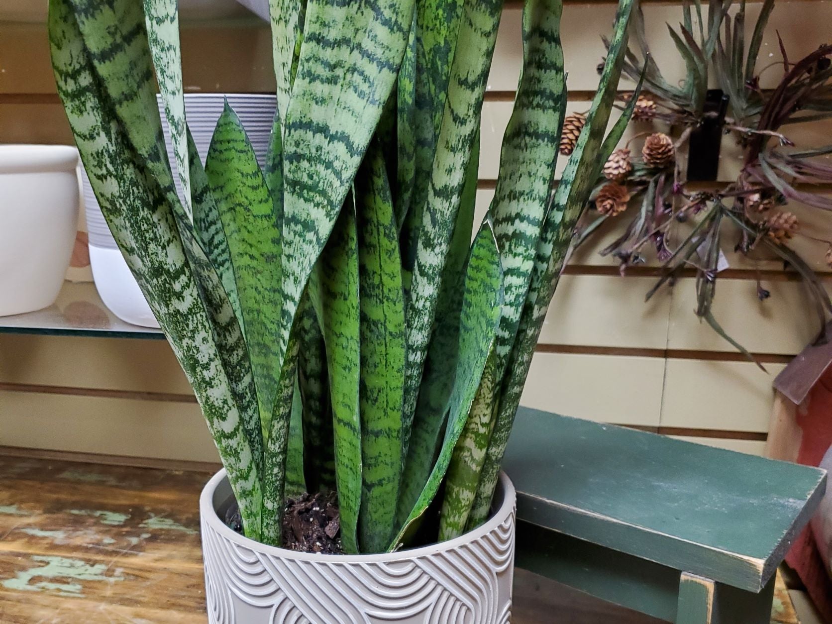 snake plant size of pot Mother-in-Laws Tongue, Snake Plant