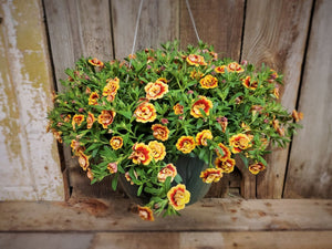 Hanging Flower Basket