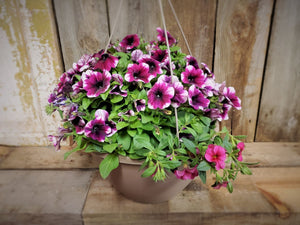 Hanging Flower Basket