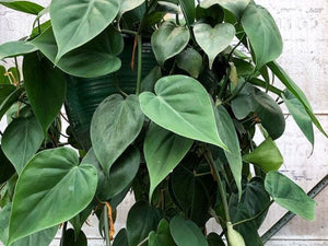 Philodendron