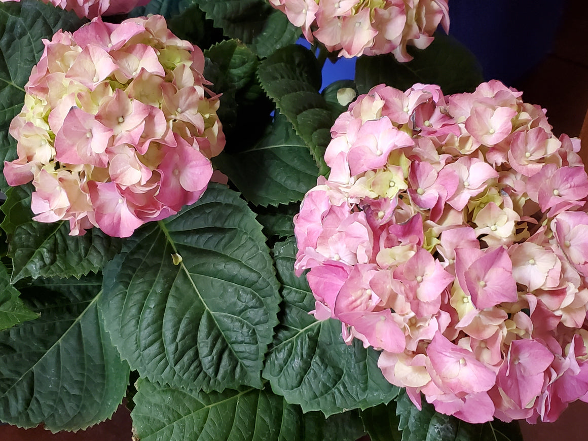 Hydrangea Potted Plant